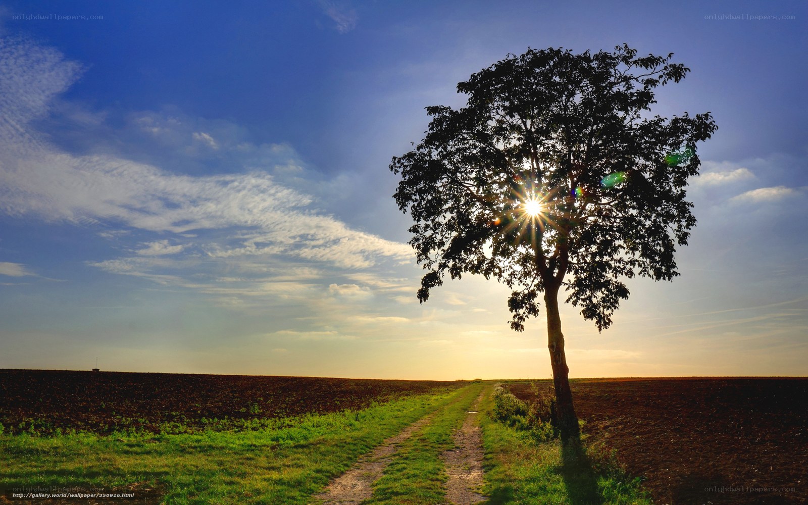 Solitary tree at sunset