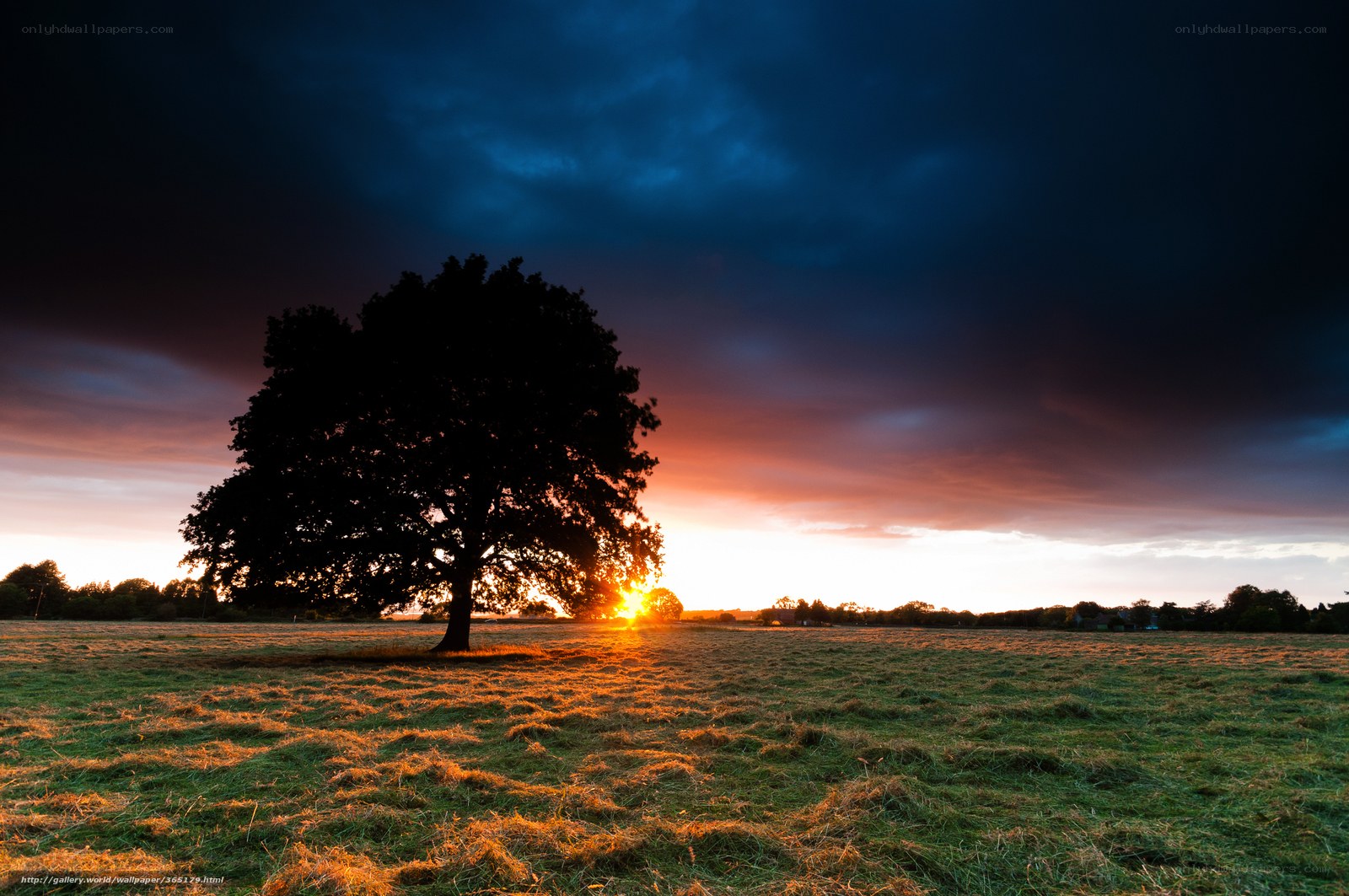 Solitary tree at sunset