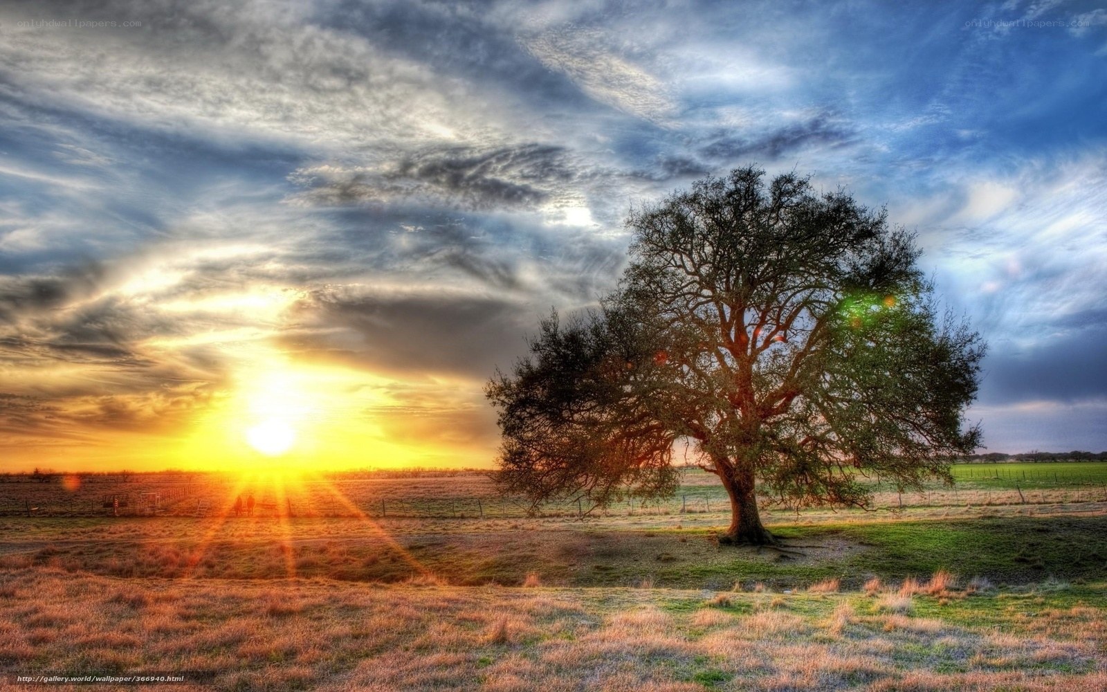 Solitary tree at sunset