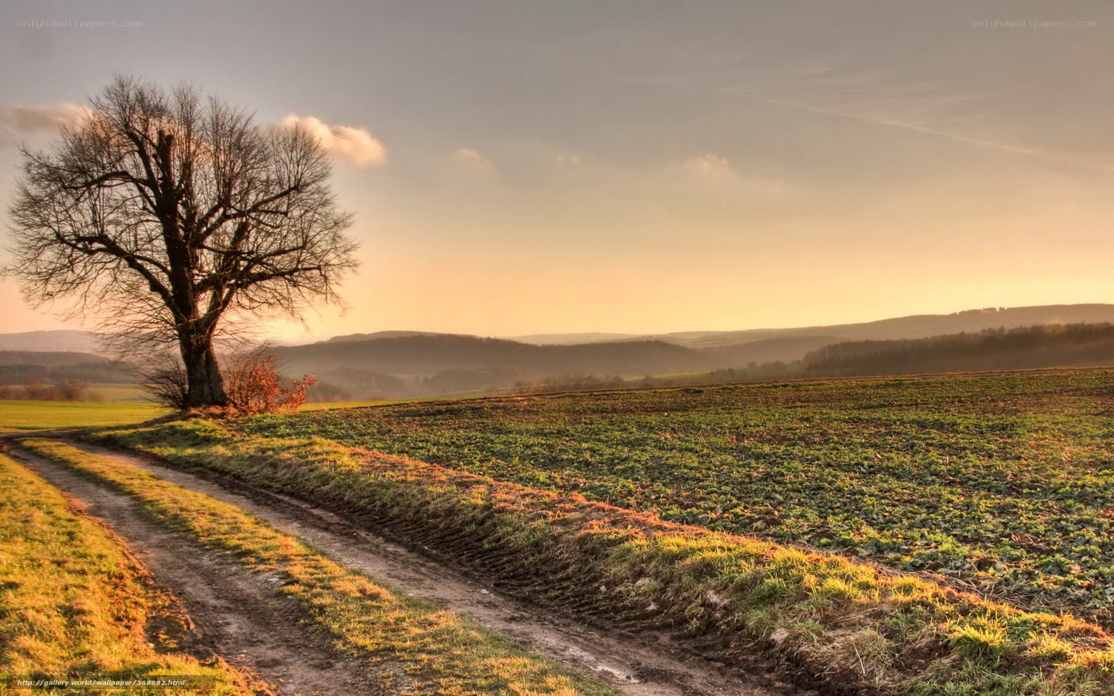 Solitary tree at sunset