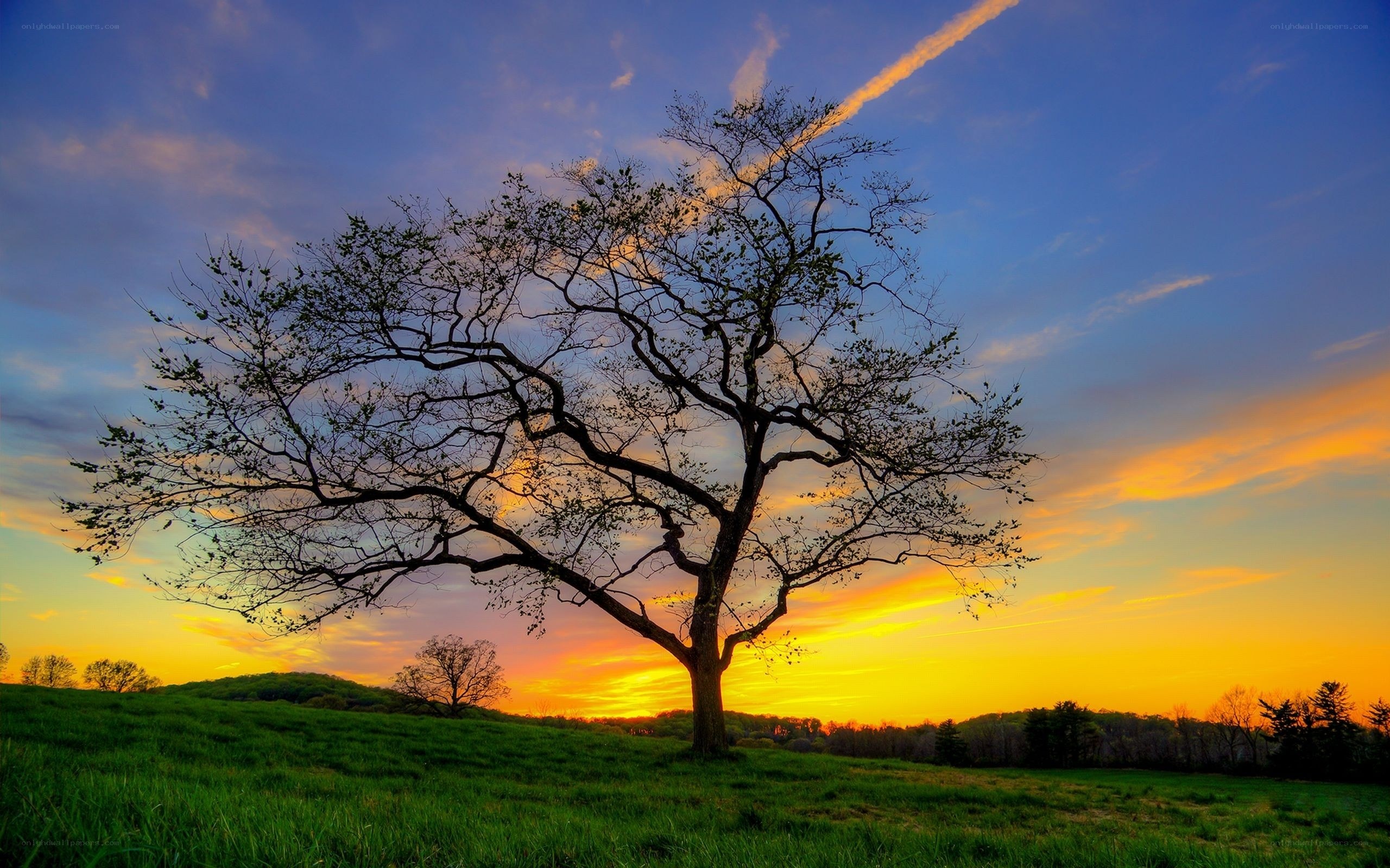 Solitary tree at sunset