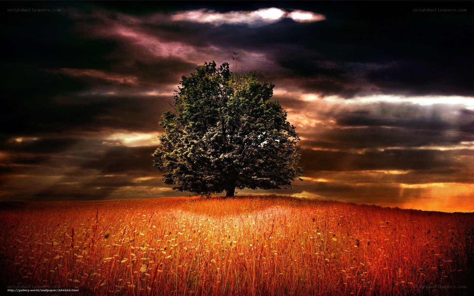 Solitary tree at sunset