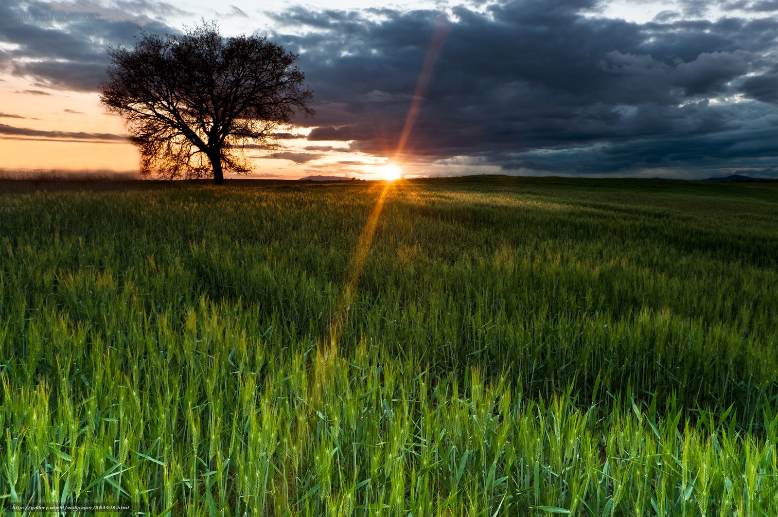 Solitary tree at sunset