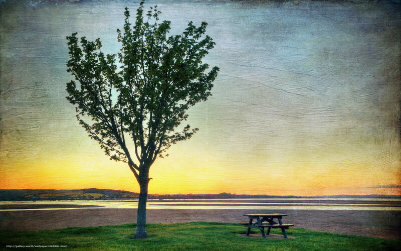 Solitary tree at sunset