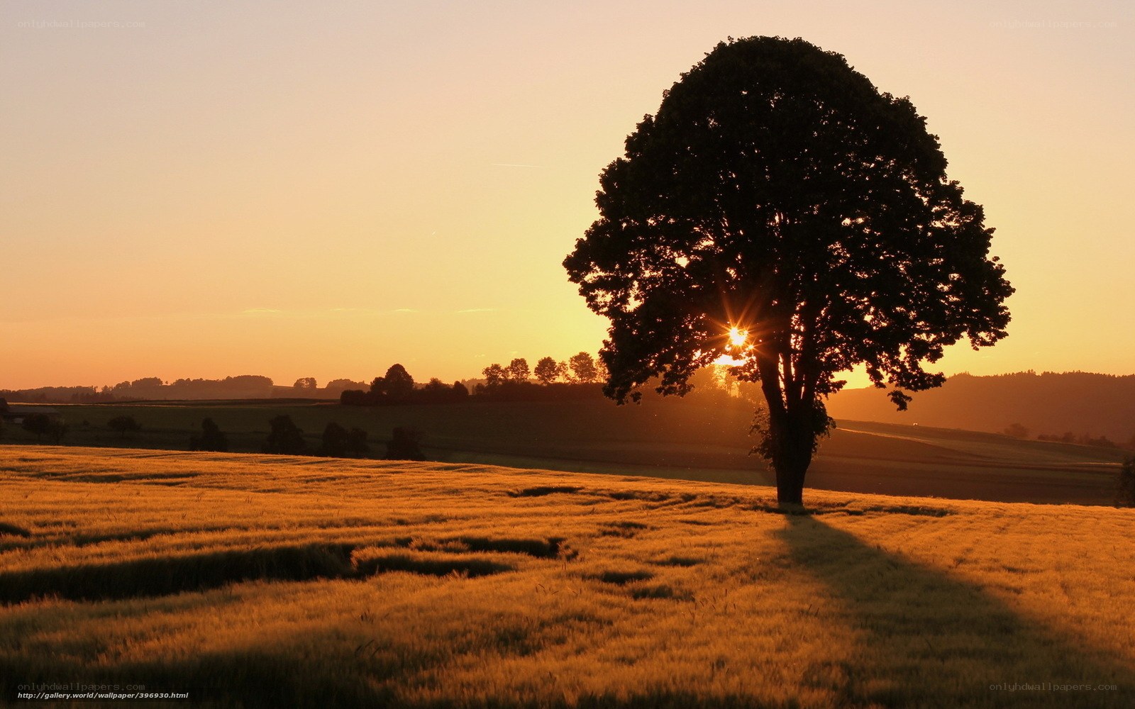 Solitary tree at sunset