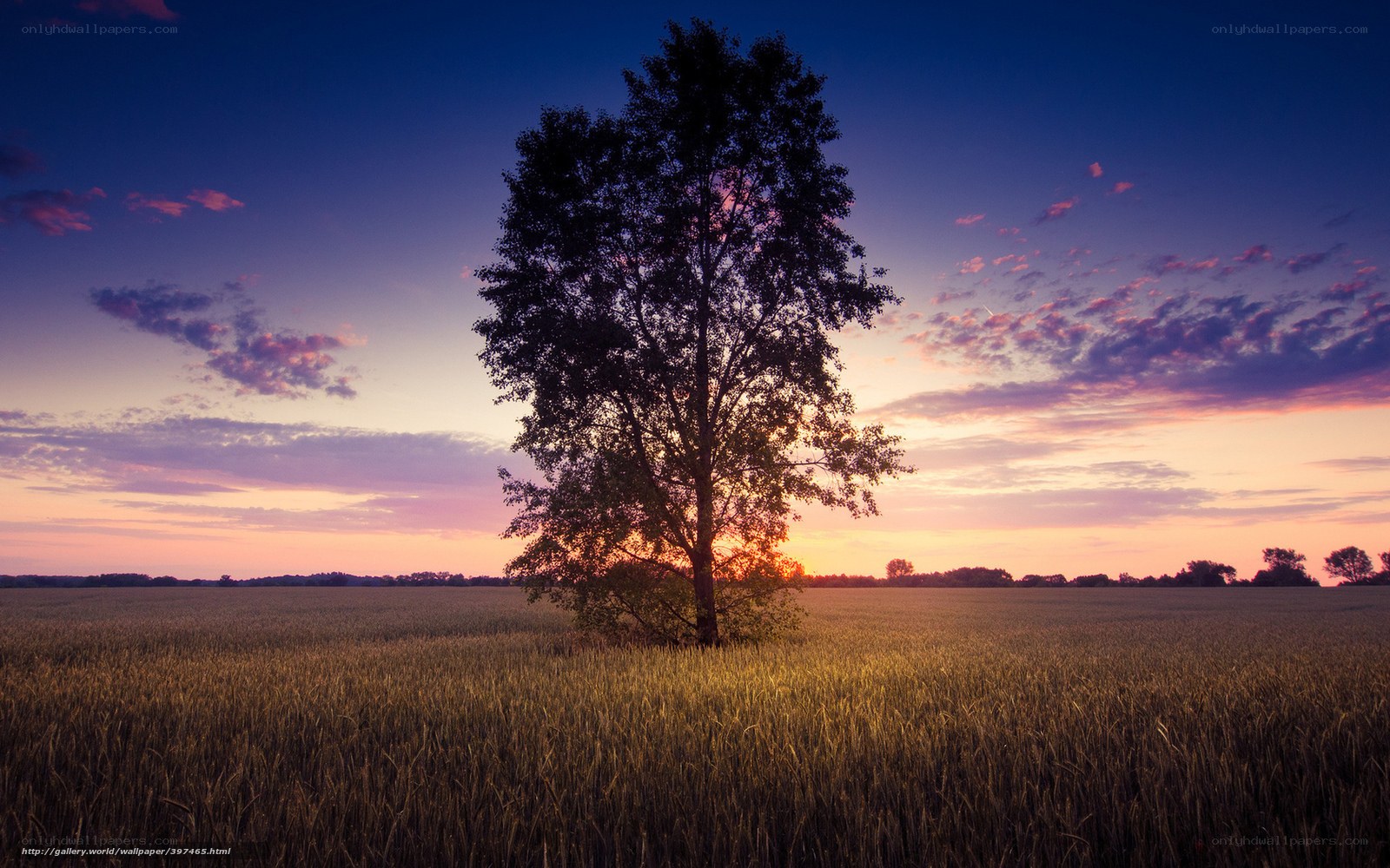 Solitary tree at sunset