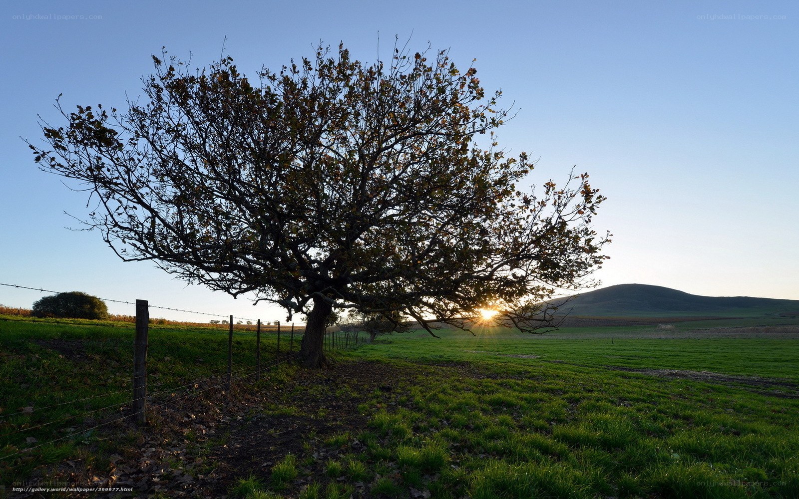 Solitary tree at sunset
