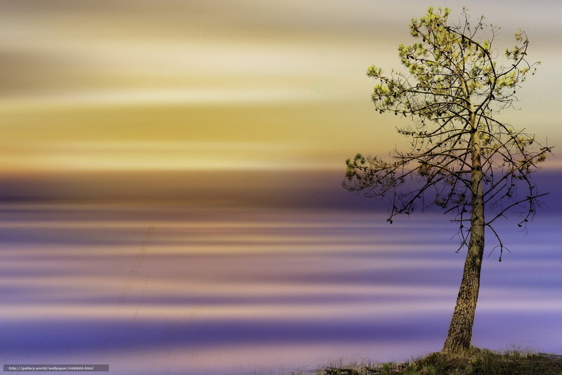 Solitary tree at sunset