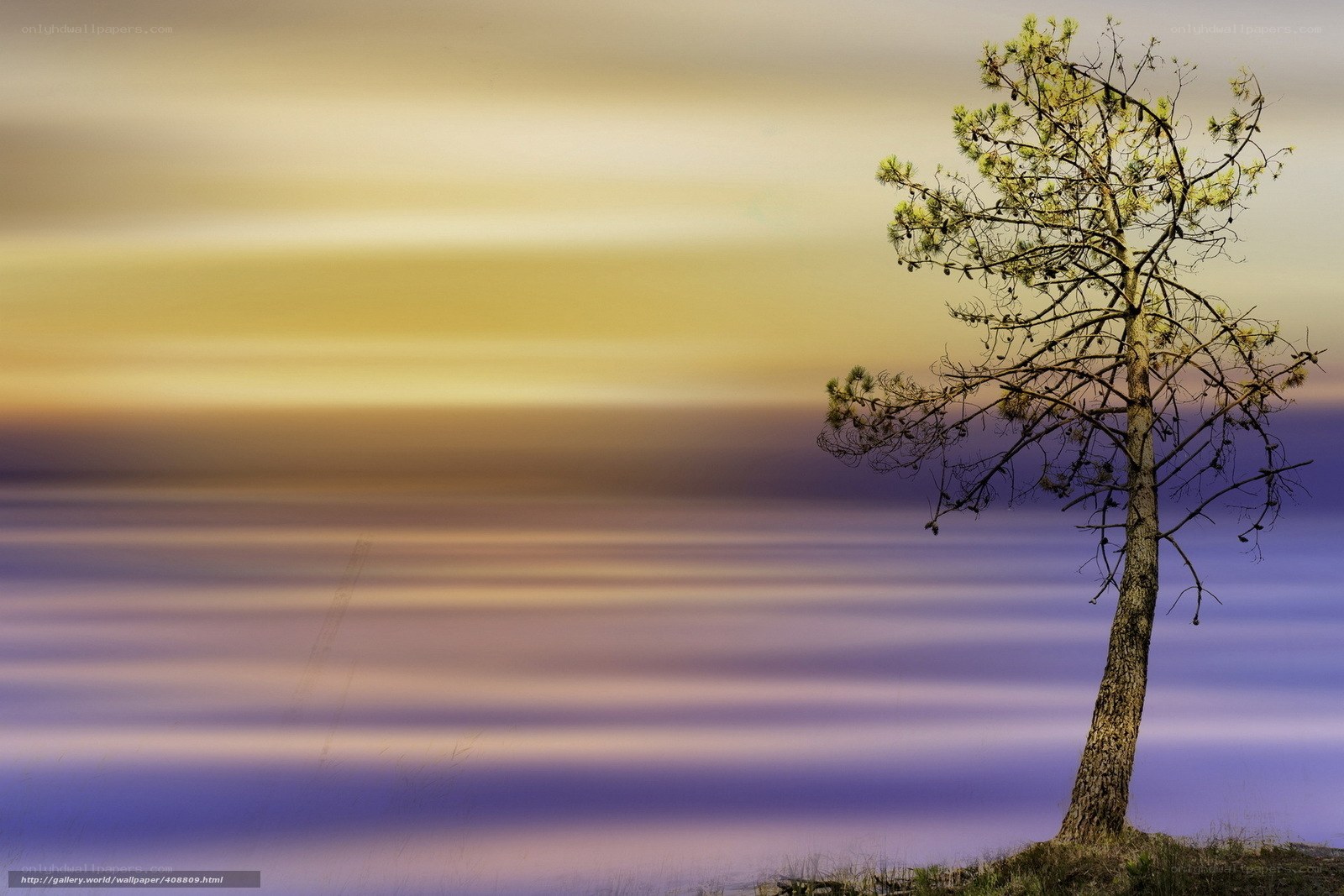 Solitary tree at sunset