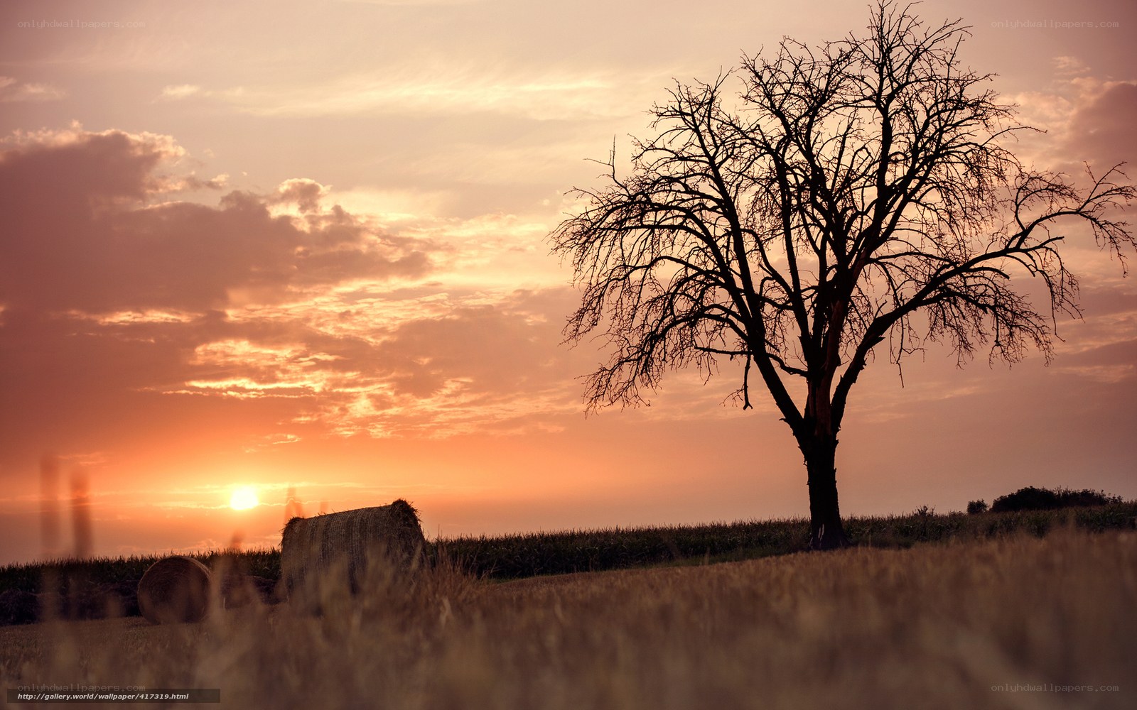 Solitary tree at sunset