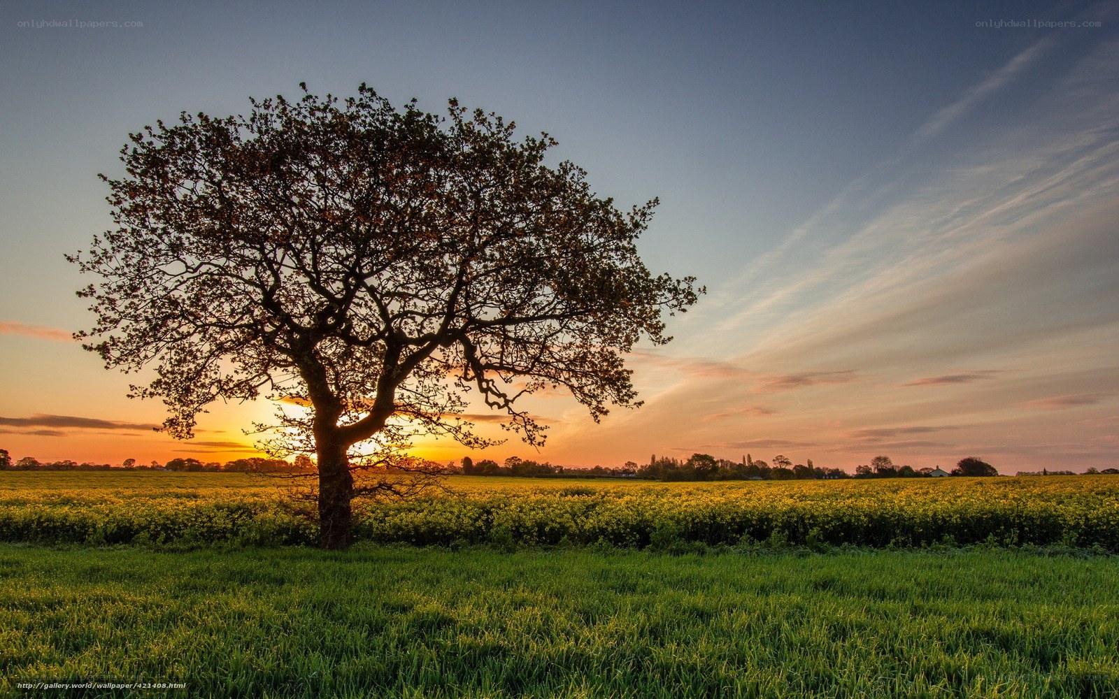 Solitary tree at sunset