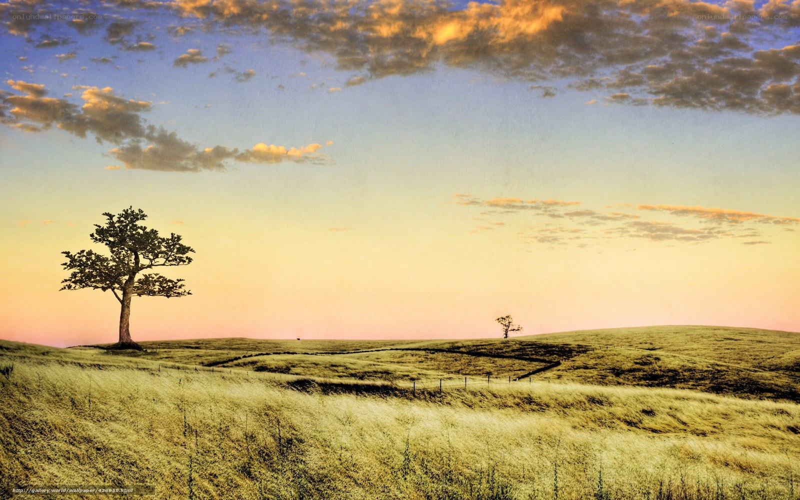Solitary tree at sunset