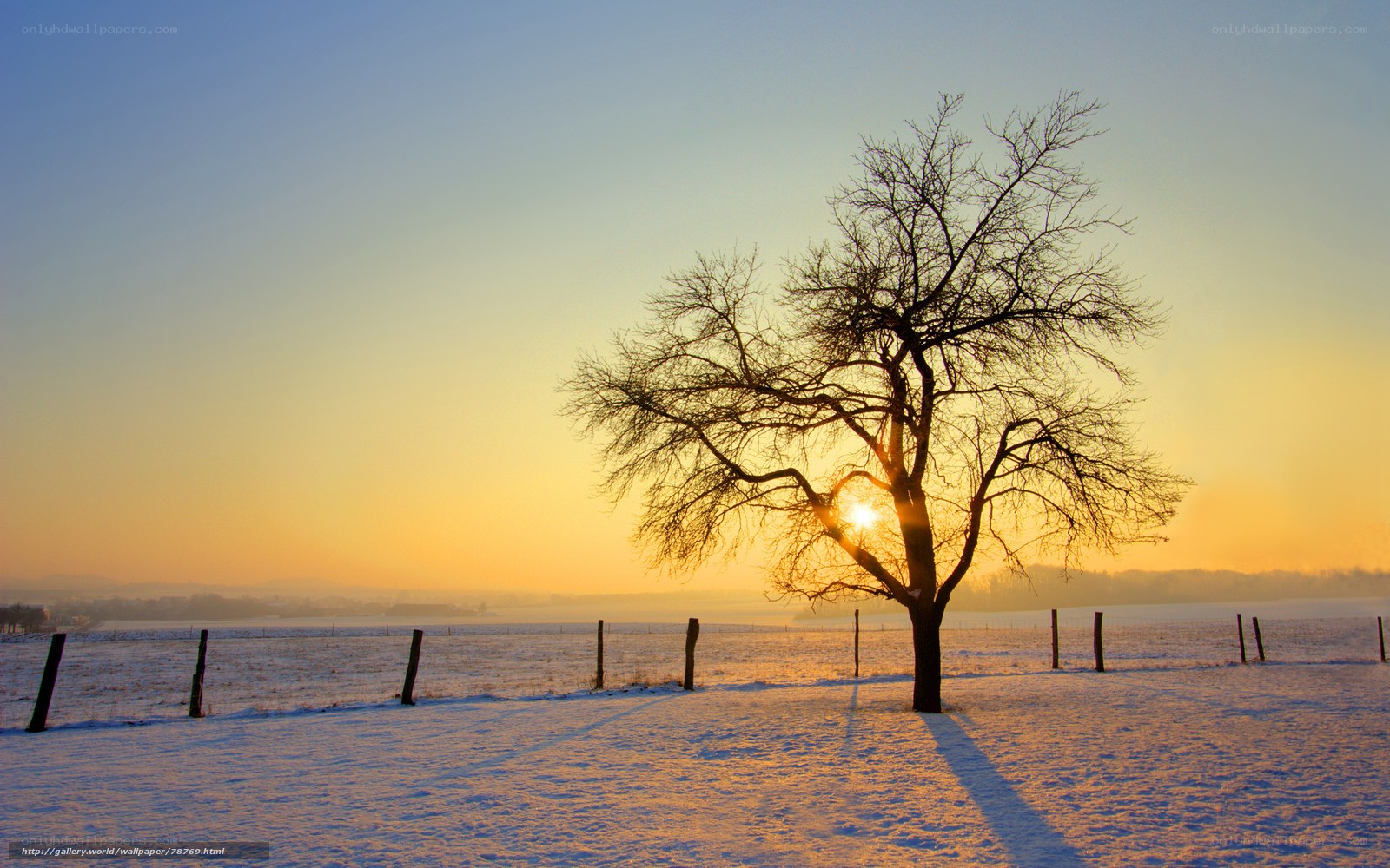 solitary tree at sunset