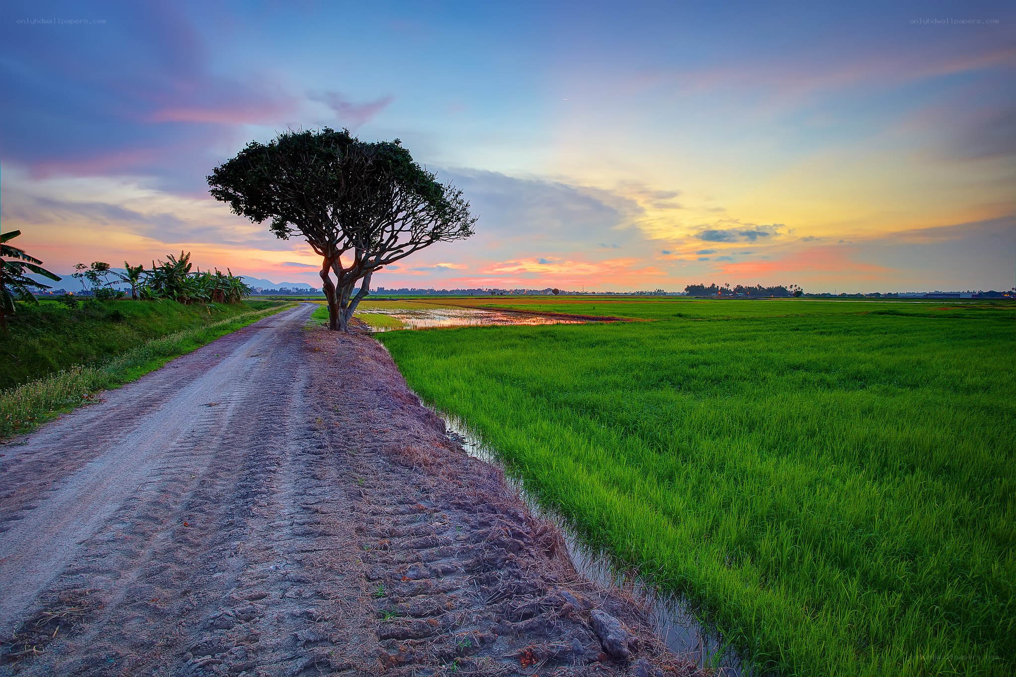 Solitary tree at sunset