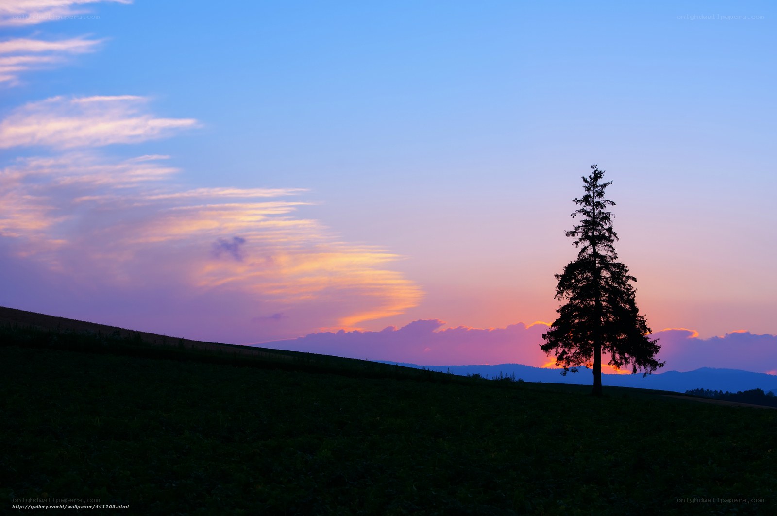 Solitary tree at sunset