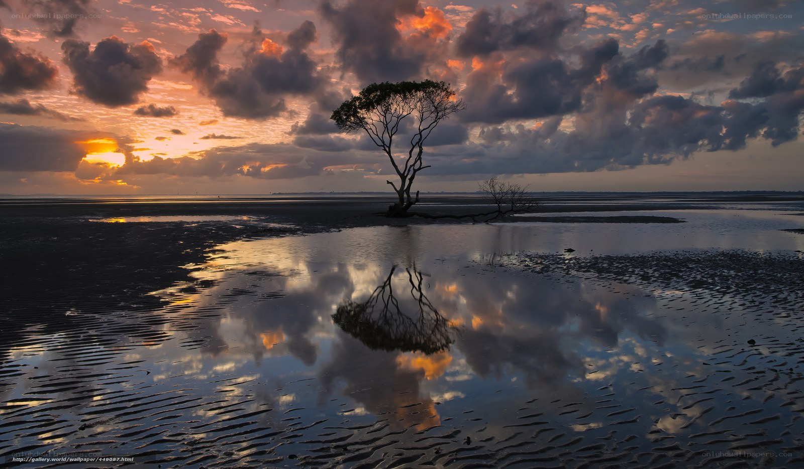 Solitary tree at sunset