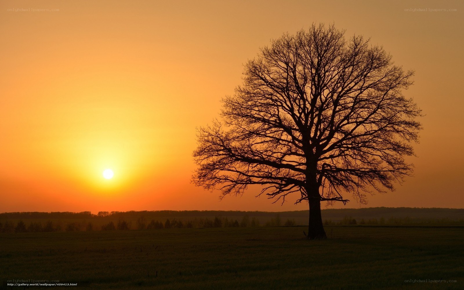 Solitary tree at sunset