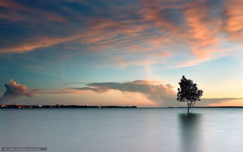 Solitary tree at sunset