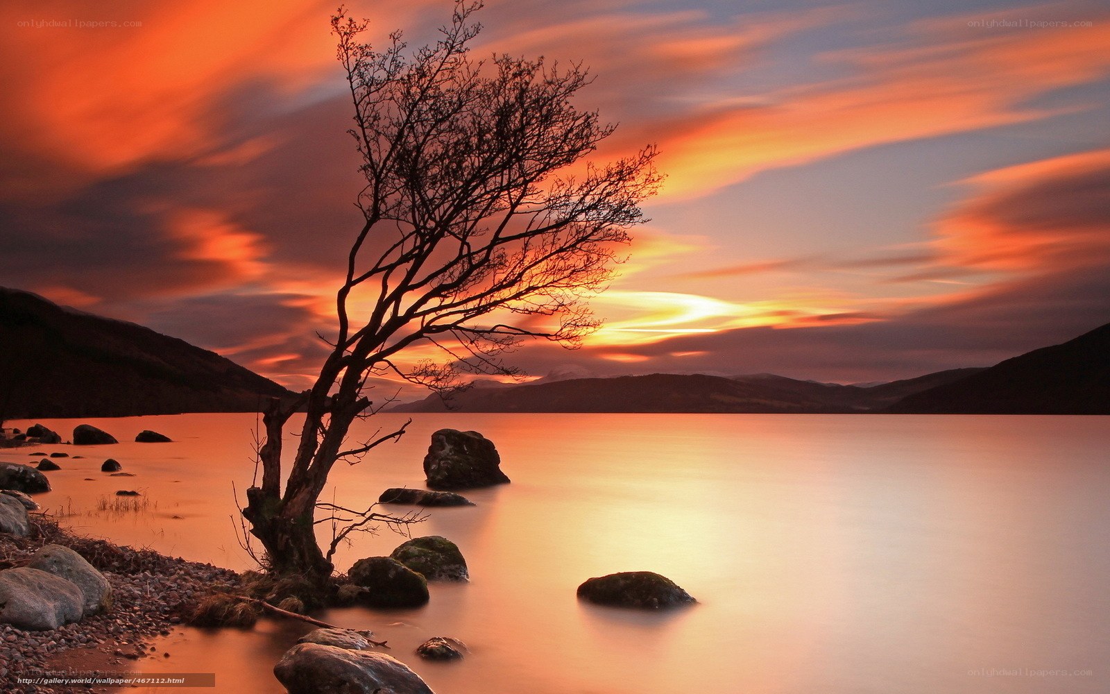Solitary tree at sunset
