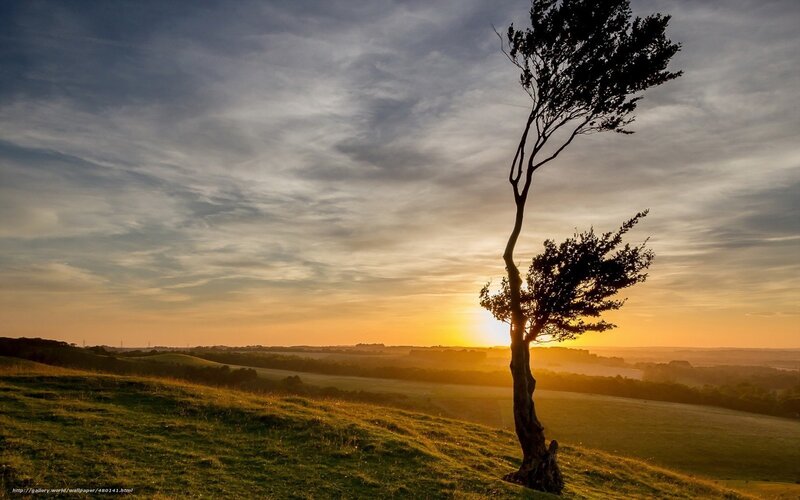 Solitary tree at sunset