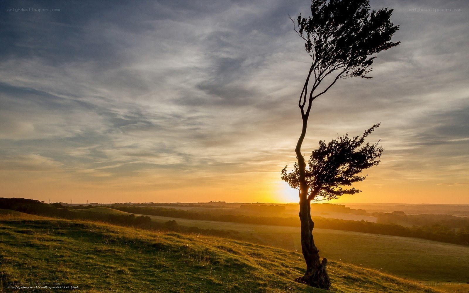 Solitary tree at sunset