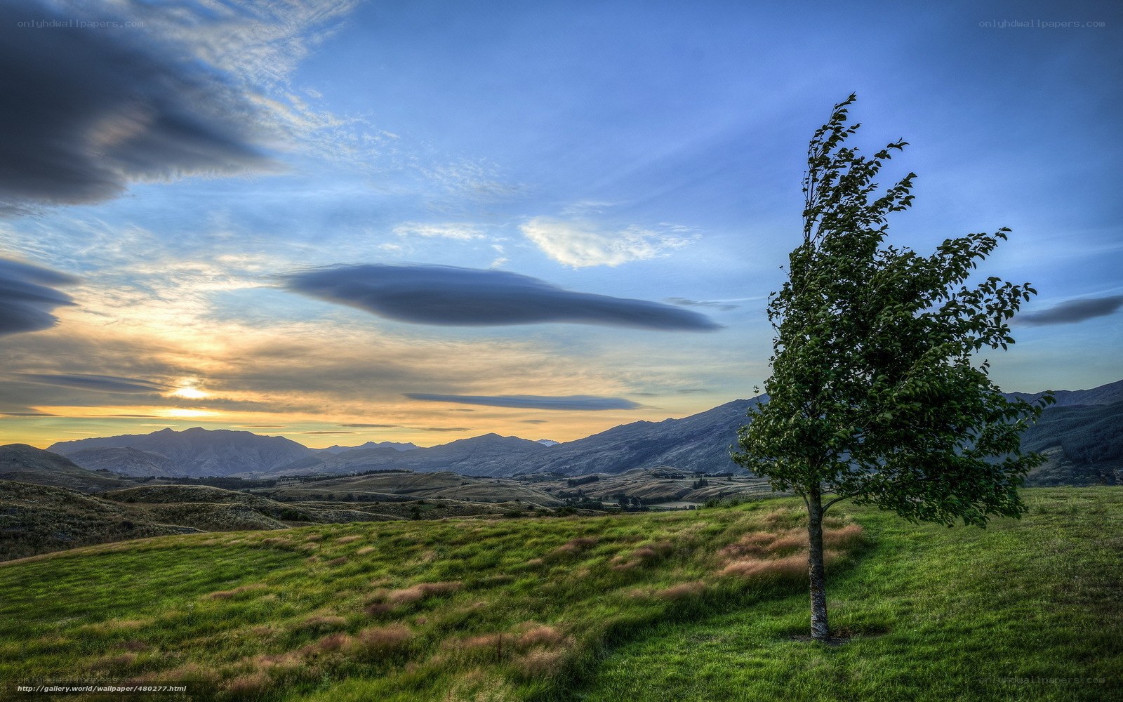 Solitary tree at sunset