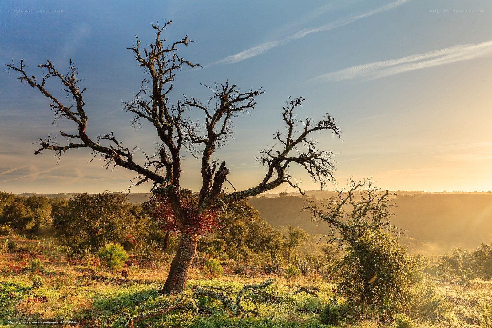 Solitary tree at sunset
