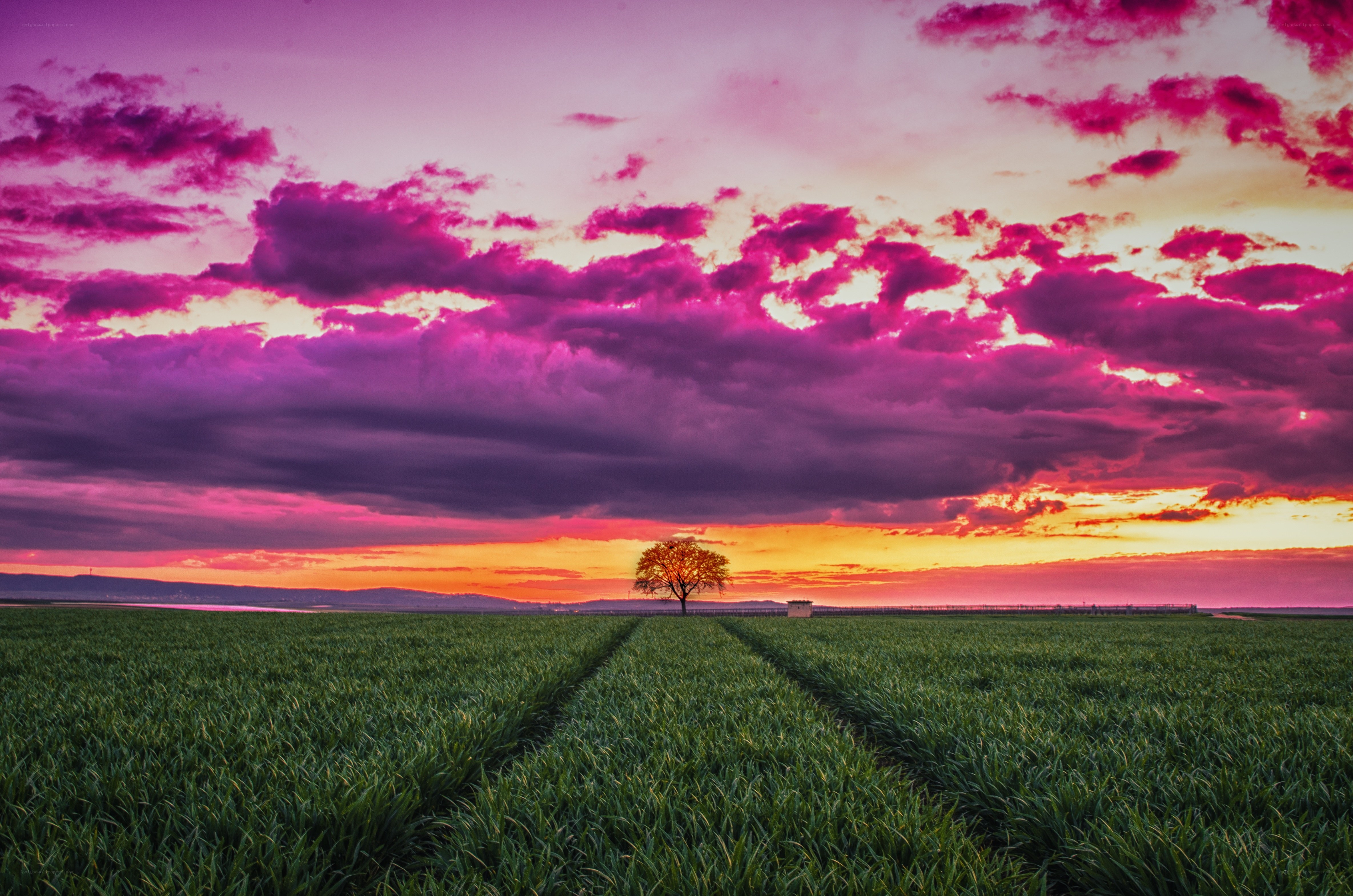 Solitary tree at sunset