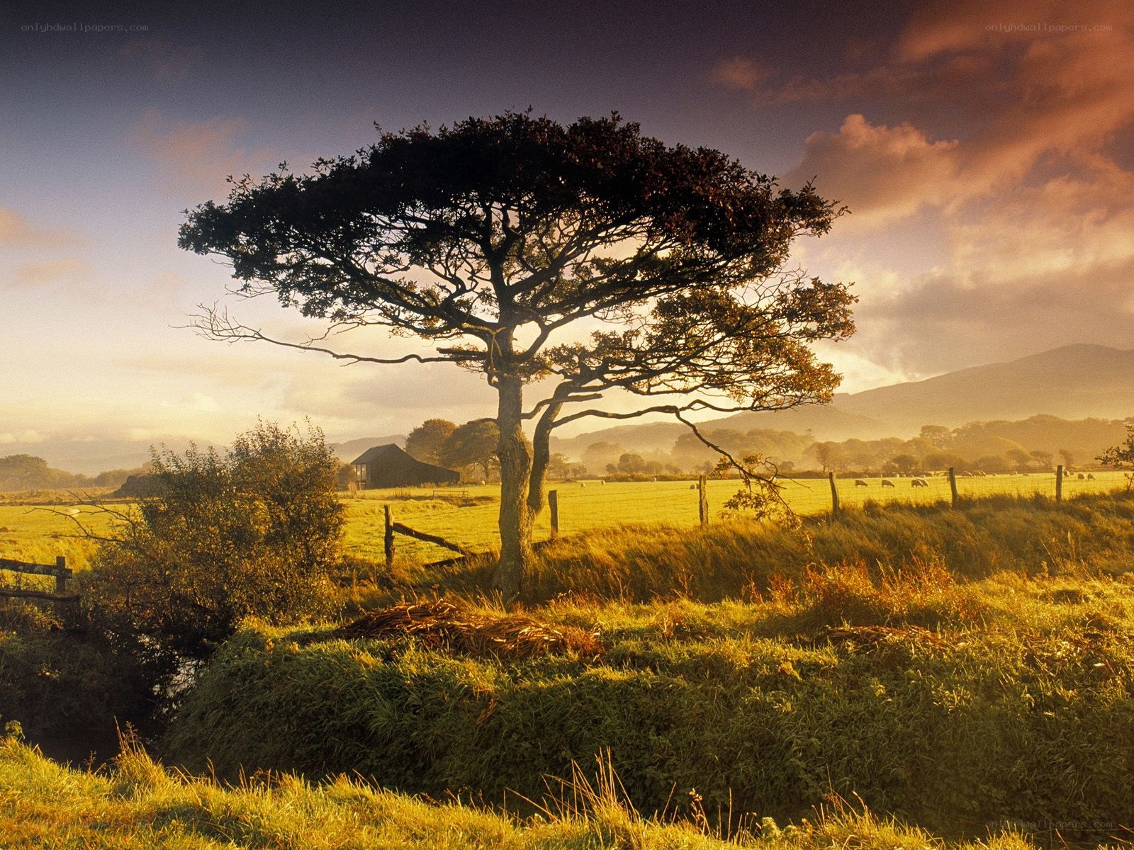 Solitary tree at sunset