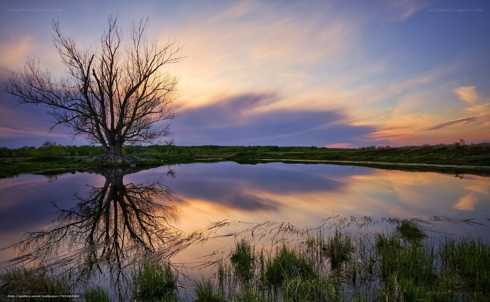 Solitary tree at sunset