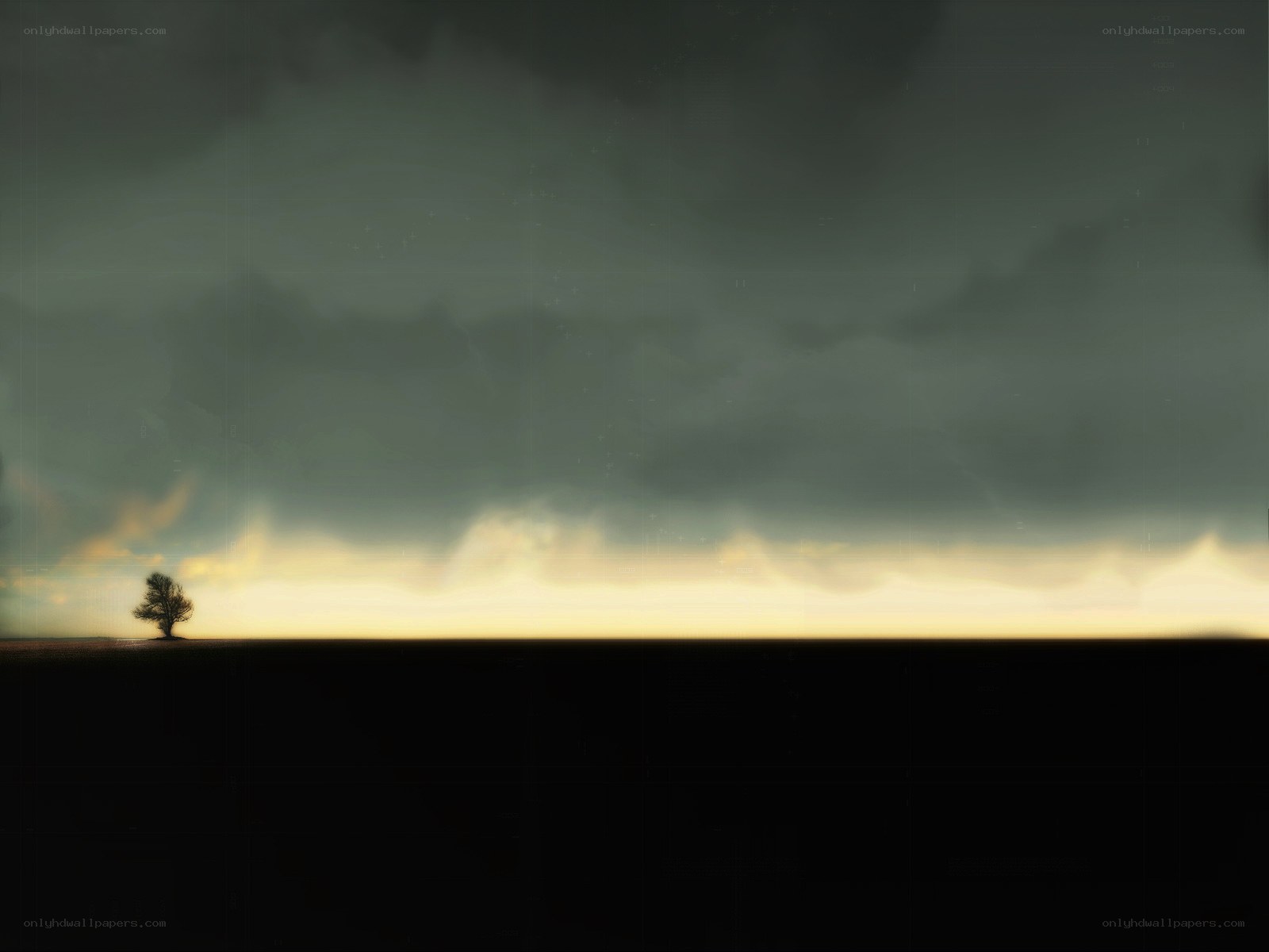Solitary tree at sunset