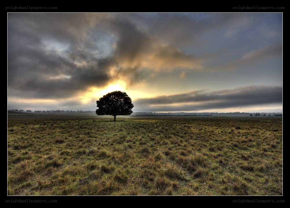 solitary tree at sunset