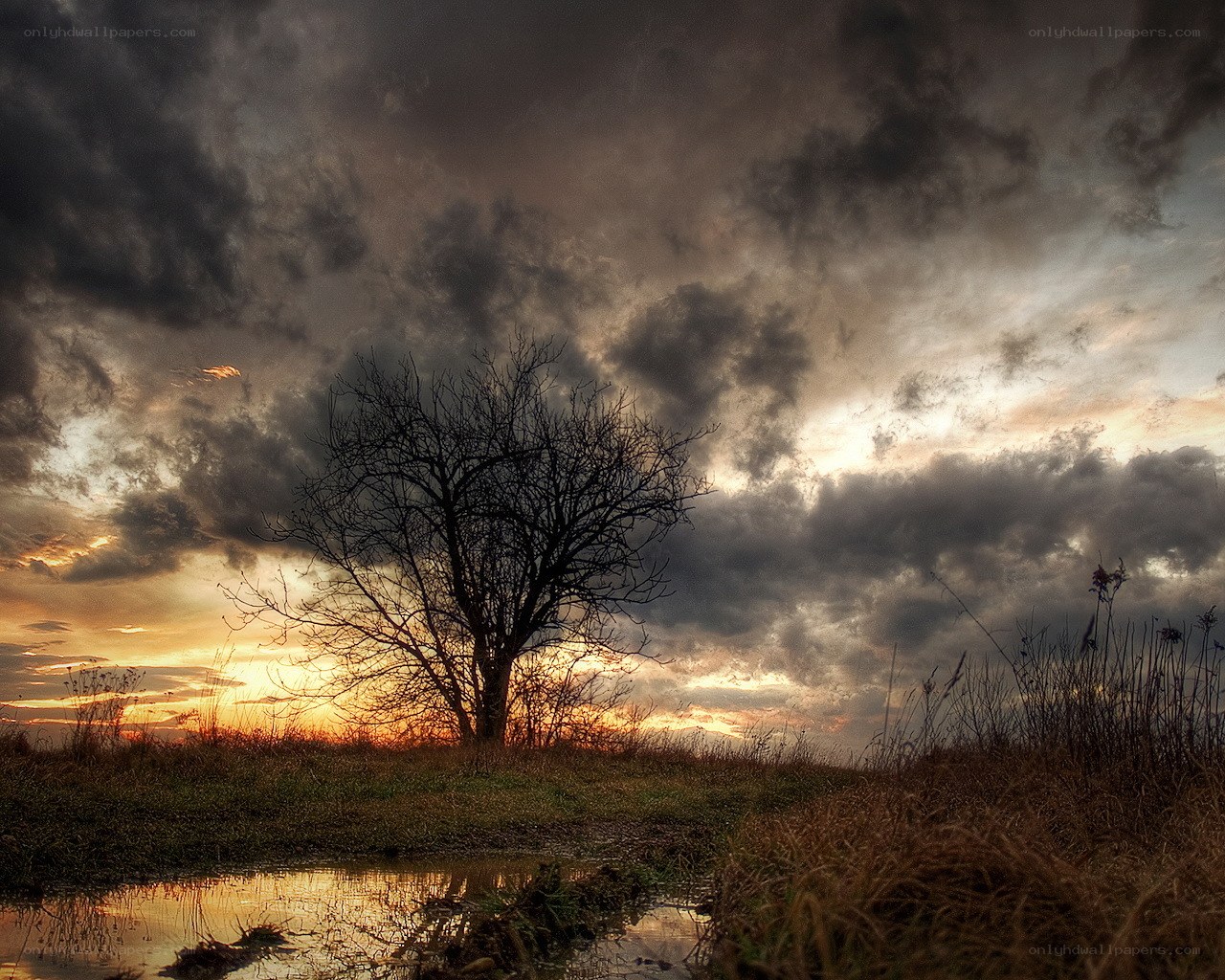 Solitary tree at sunset