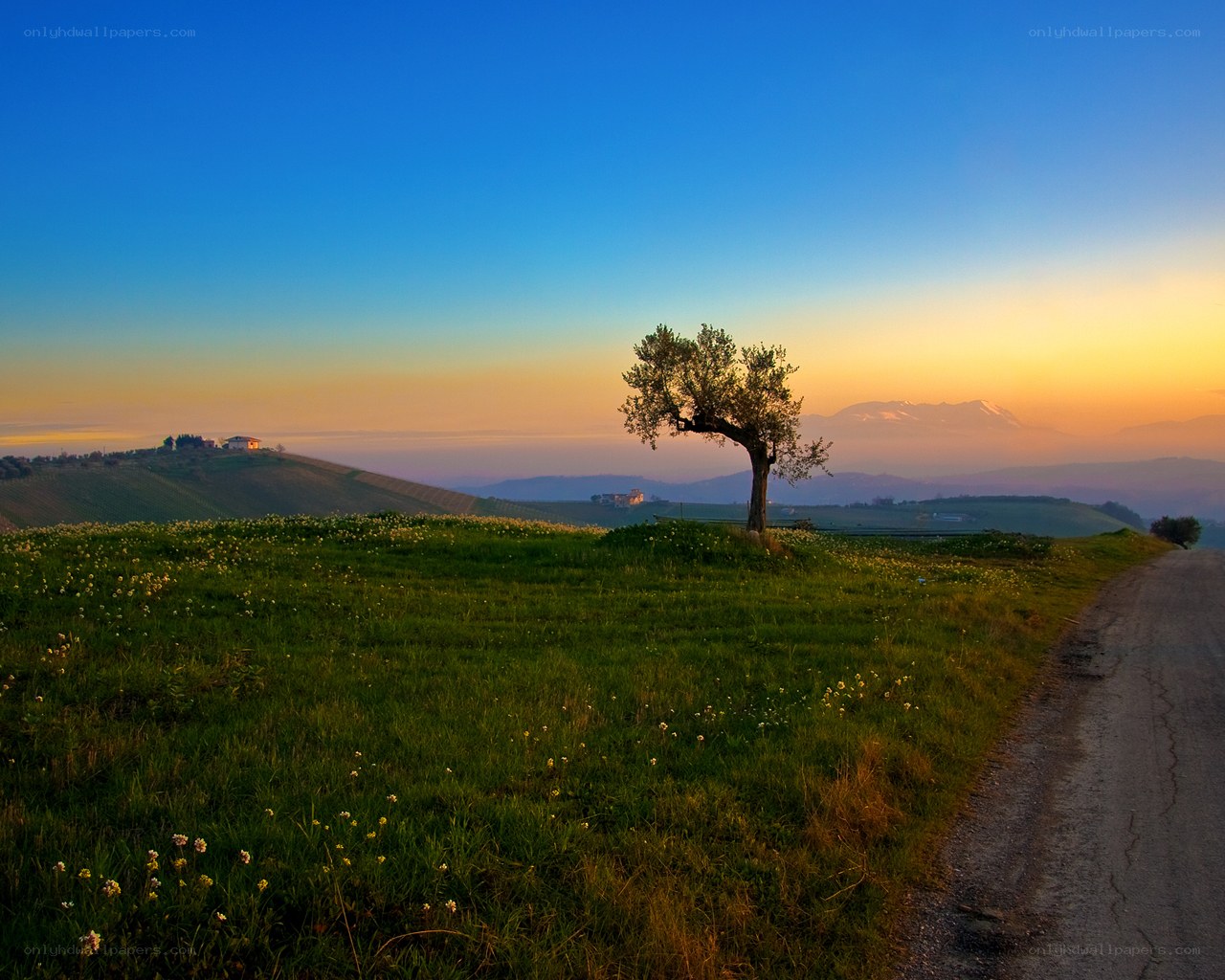 Solitary tree at sunset