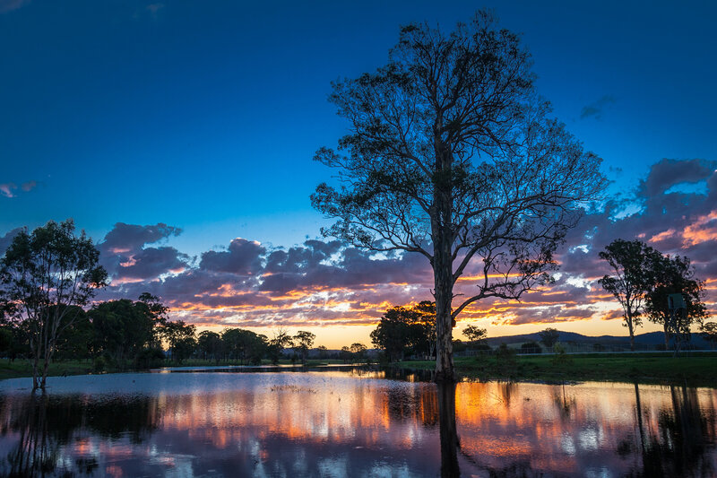 Solitary Tree at Sunset — Blue, Serene