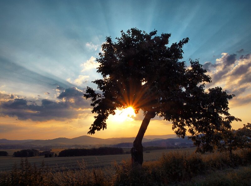 Solitary Tree at Sunset — Blue