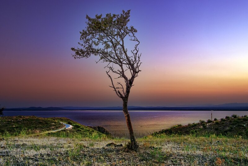 Solitary tree at sunset by the lake