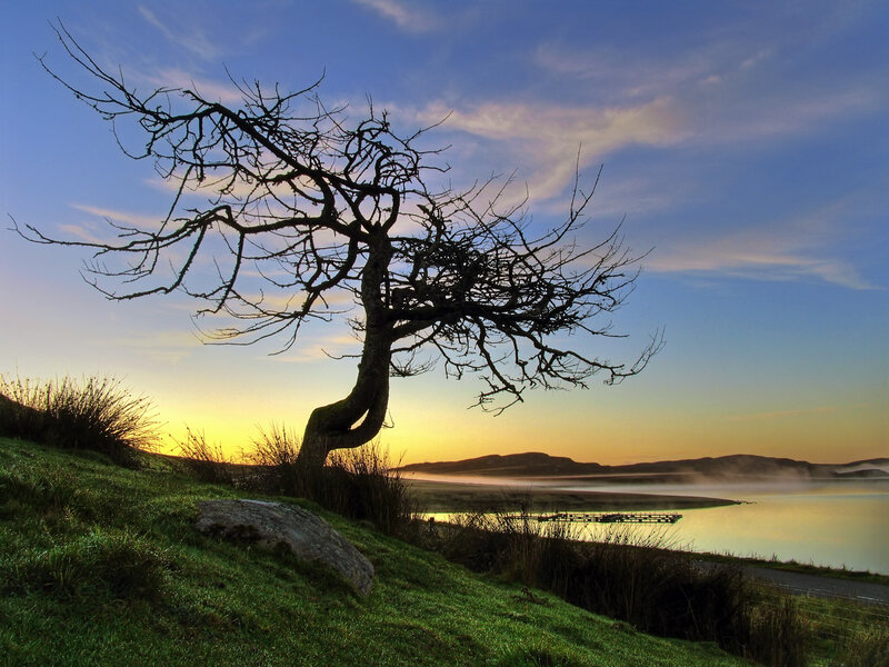 Solitary tree at sunset by the lake