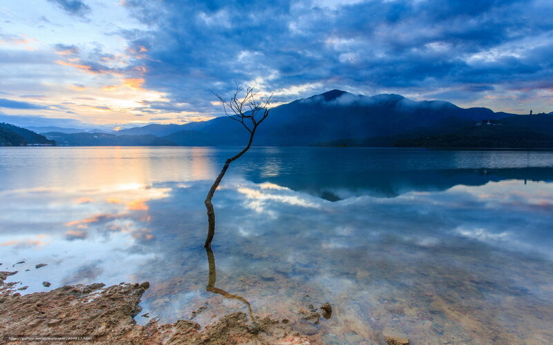 Solitary tree at sunset by the lake