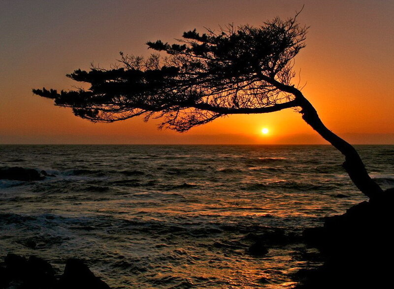 Solitary tree at sunset by the sea