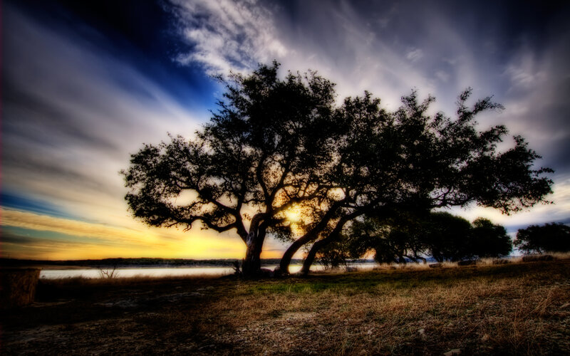 Solitary tree at sunset by water