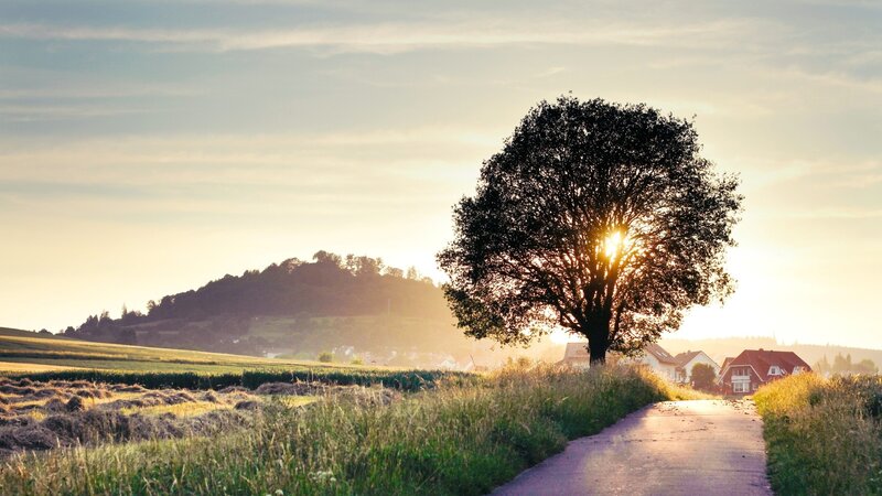 Solitary Tree at Sunset — Green, Serene, Photograph