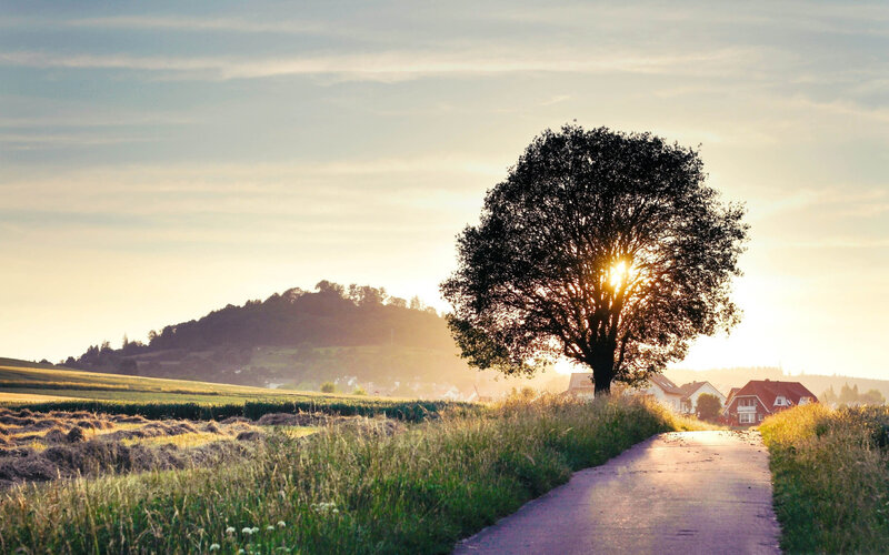 Solitary Tree at Sunset — Green, Serene