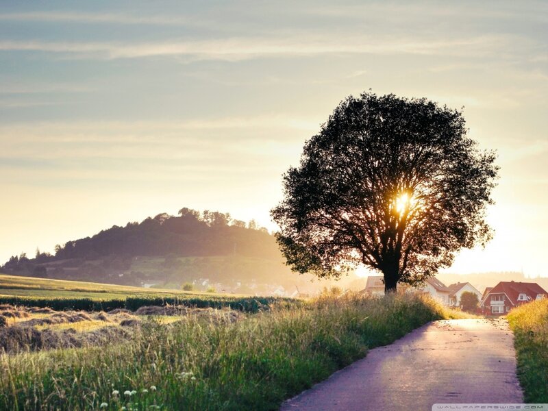 Solitary Tree at Sunset — Green