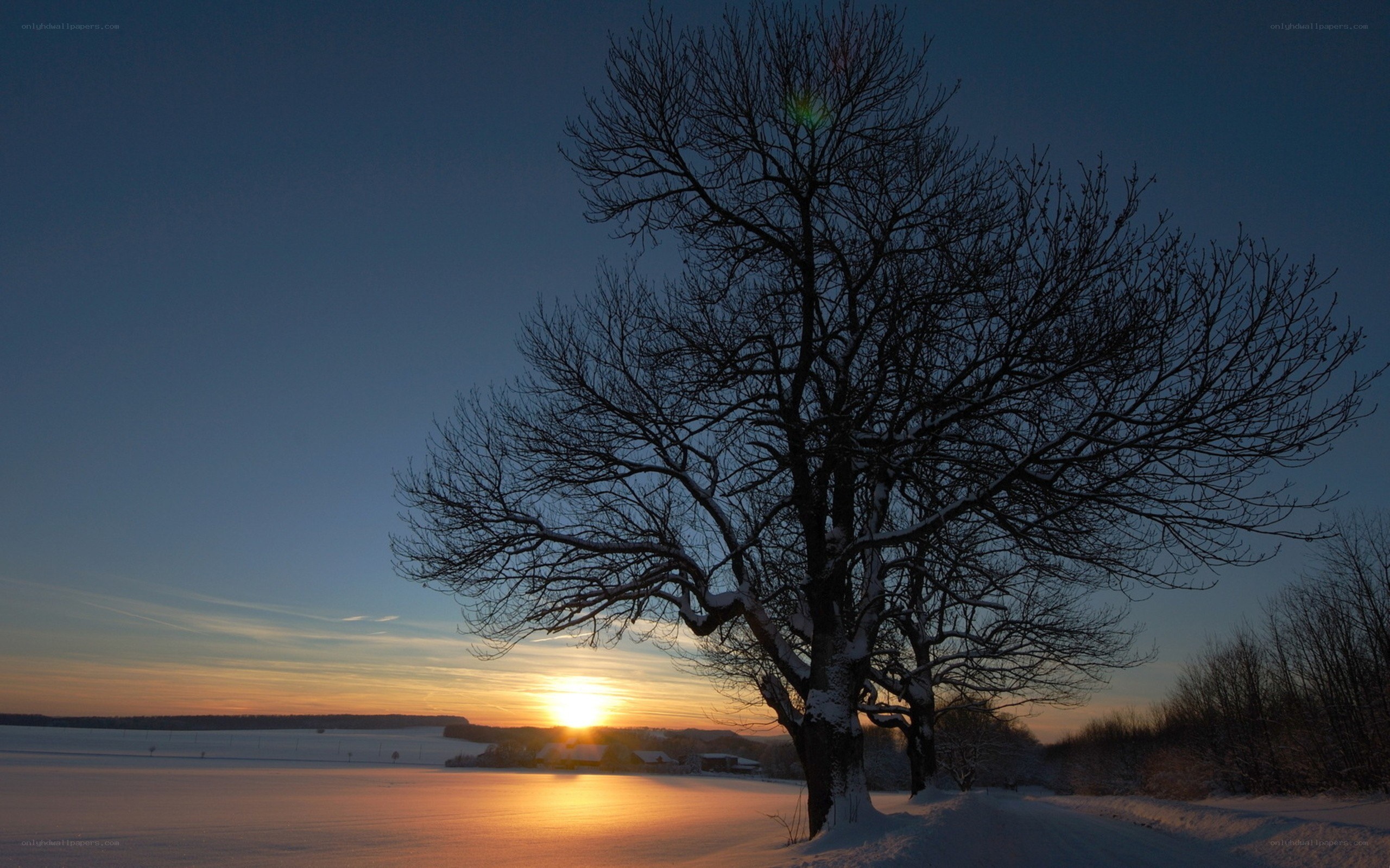 Solitary tree at sunset in winter