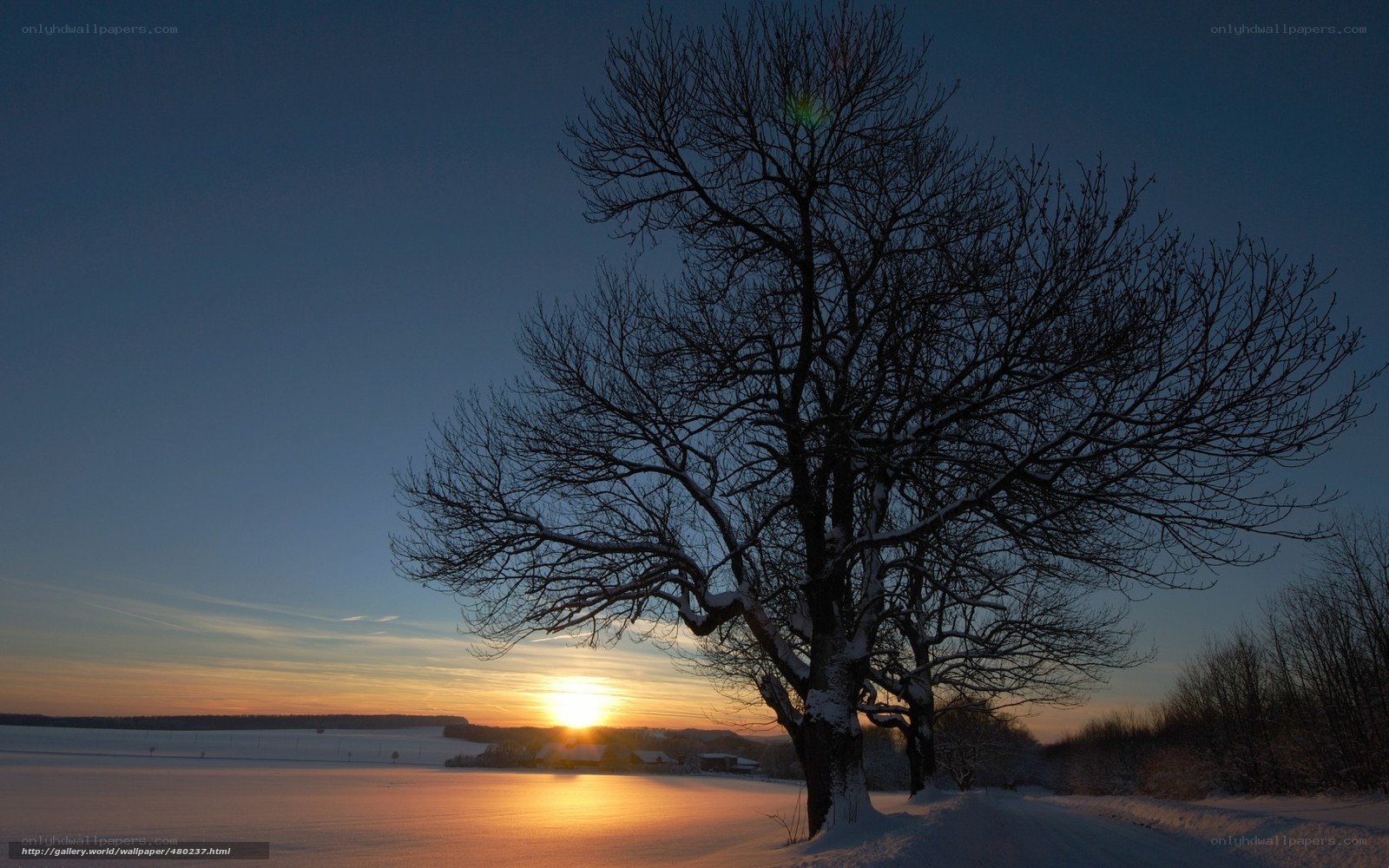 Solitary tree at sunset in winter