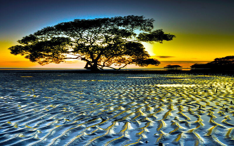 Solitary tree at sunset on beach