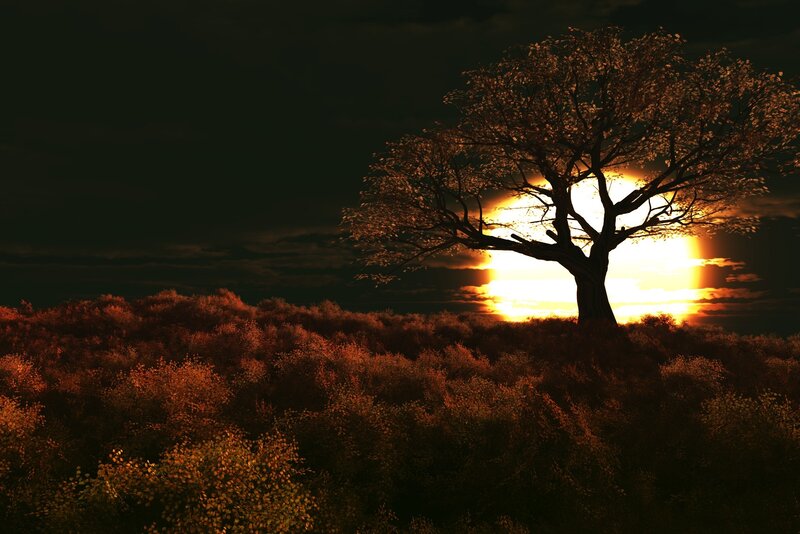 Solitary Tree at Sunset — Orange, Dramatic, Digital Art