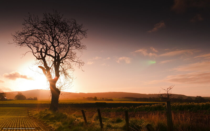 Solitary Tree at Sunset — Orange, Dramatic, Photograph, Field, Fence