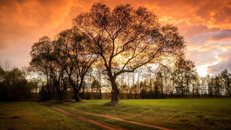 Solitary Tree at Sunset — Orange, Dramatic, Photograph, Field, Path